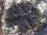 Collema furfuraceum image