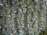 Pertusaria albescens var. albescens image