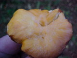 Cantharellus formosus image