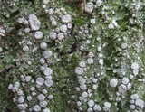 Pertusaria albescens var. albescens image
