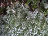 Pertusaria albescens var. albescens image