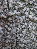 Pertusaria albescens var. albescens image