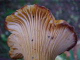 Cantharellus formosus image