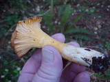 Cantharellus formosus image