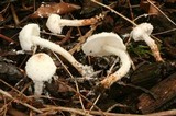 Cystolepiota petasiformis image