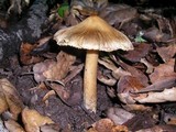 Inocybe sororia image