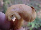 Chroogomphus tomentosus image
