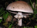 Agaricus hondensis image
