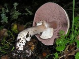 Agaricus hondensis image