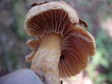 Chroogomphus tomentosus image