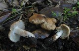 Inocybe fraudans image
