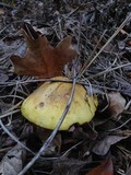 Amanita flavorubens image