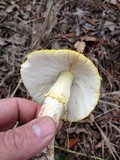 Amanita flavorubens image