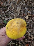 Amanita flavorubens image
