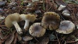 Russula amoenolens image