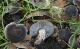 Tricholoma myomyces var. cystidiotum image