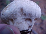 Lycoperdon nettyana image