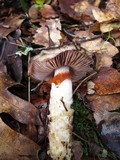 Cortinarius glutinosoarmillatus image