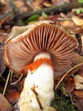 Cortinarius glutinosoarmillatus image