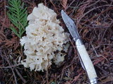 Sparassis crispa image