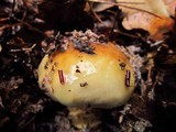 Cortinarius glutinosoarmillatus image