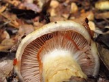 Cortinarius glutinosoarmillatus image