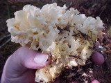 Sparassis crispa image