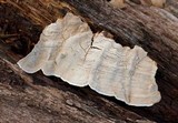 Xylobolus subpileatus image