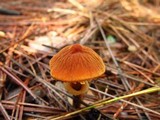Cystoderma fallax image