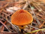 Cystoderma fallax image