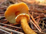 Cystoderma fallax image