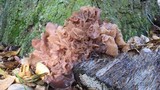 Phaeotremella frondosa image