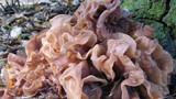 Phaeotremella frondosa image
