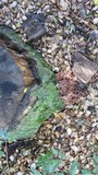 Phaeotremella frondosa image