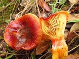 Hygrophorus hypothejus image