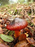 Hygrophorus hypothejus image