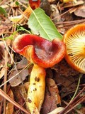 Hygrophorus hypothejus image