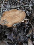 Polyporus radicatus image