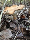 Polyporus radicatus image