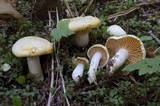 Cuphophyllus pratensis image