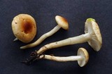 Hygrophorus discoxanthus image