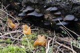 Otidea leporina image