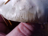 Hygrophorus subalpinus image