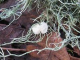 Usnea florida image