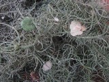 Usnea florida image