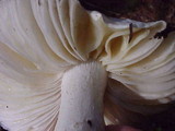 Hygrophorus subalpinus image