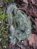 Usnea florida image