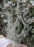 Usnea articulata image