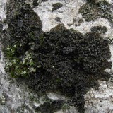 Collema nigrescens image