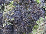 Collema fasciculare image